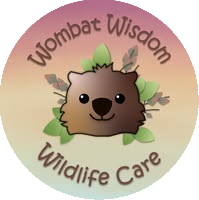 Wombat Wisdom